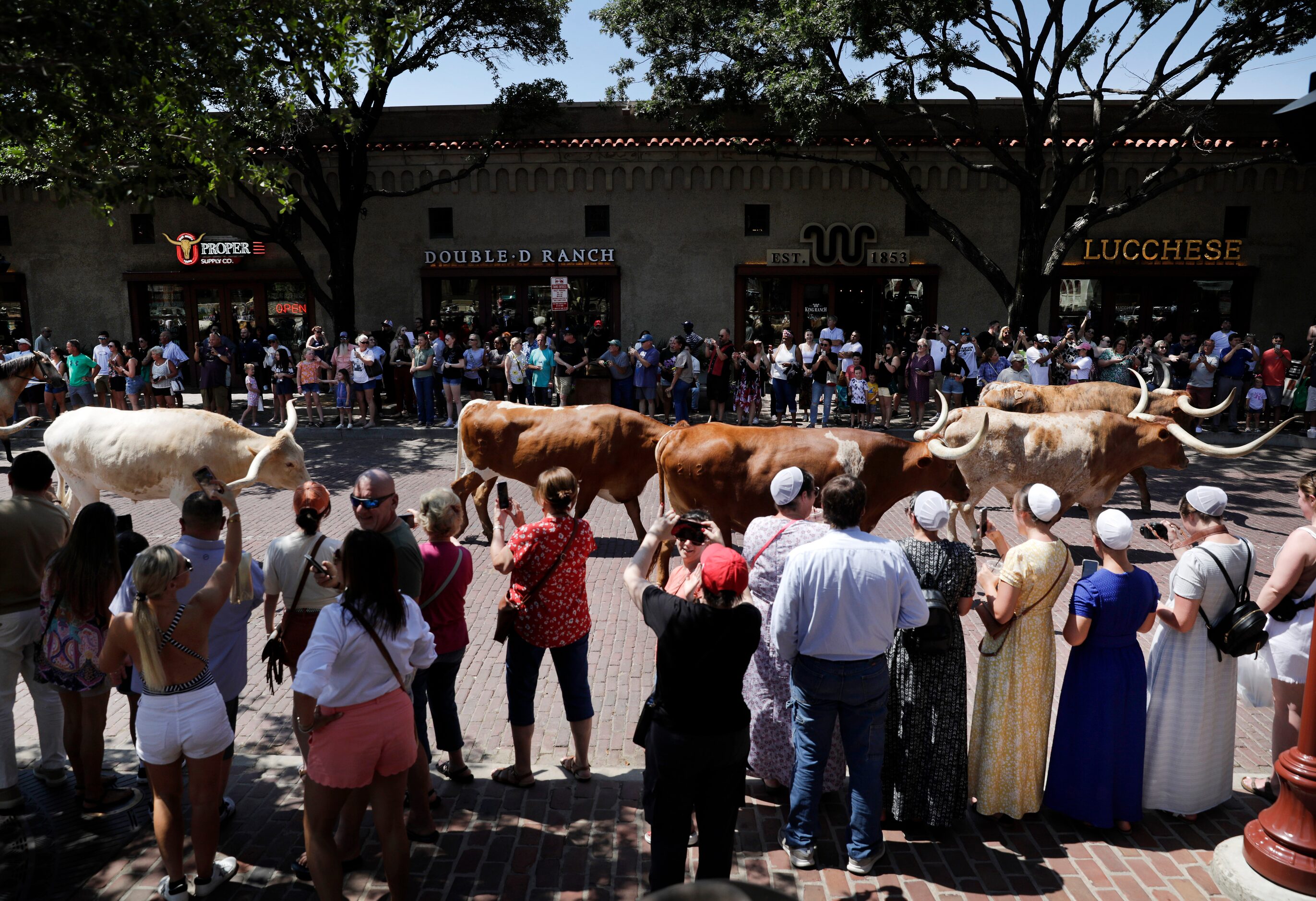 To the delight of tourists and visitors, drovers escorted the Fort Worth Herd down Exchange...