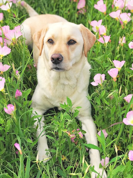 A photo of Macy, the retired service dog who trainers say was pepper-sprayed in the face.