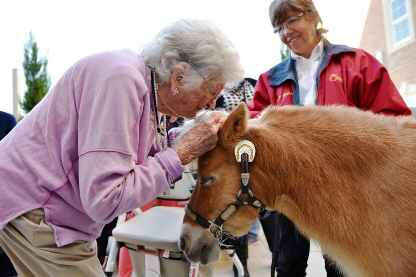 Virginia Meyers, 97, leans close to give a miniature horse named Dare a kiss on his head...