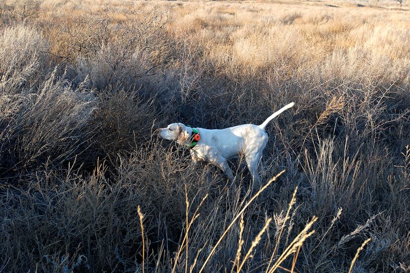 The intensity of a seasoned bird dog on point leaves no doubt that quail are upwind.
