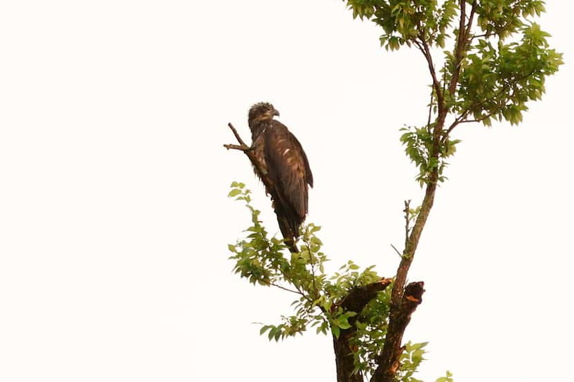 An eaglet is seen on a branch atop a tree near White Rock Lake, Monday, June 3, 2024, in...