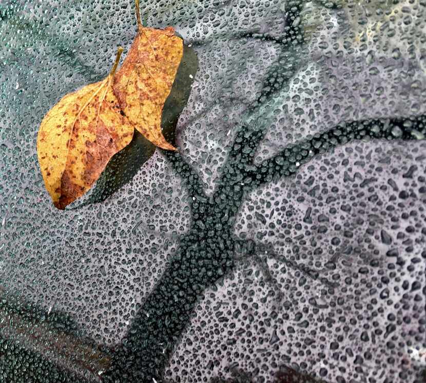A leaf sticks to frozen water droplets on Sunday afternoon in Dallas.