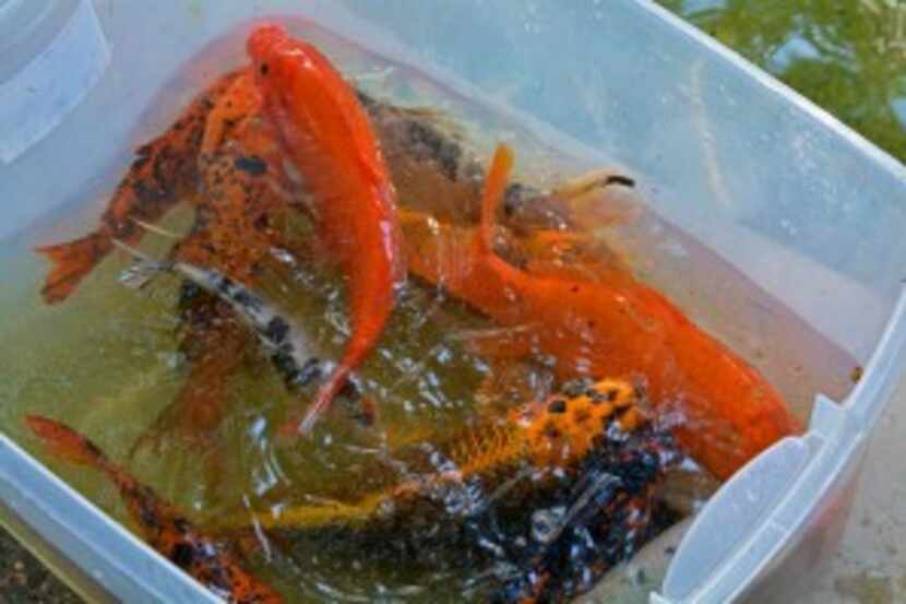  The Dallas Arboretum gotÂ about 50 free koi from the Hilton Anatole, which it'll use for...