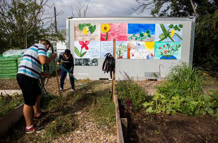 Interns Abel Ipina, 14, left and Brian Cantu, 15, remove weeds from a walking path at La...