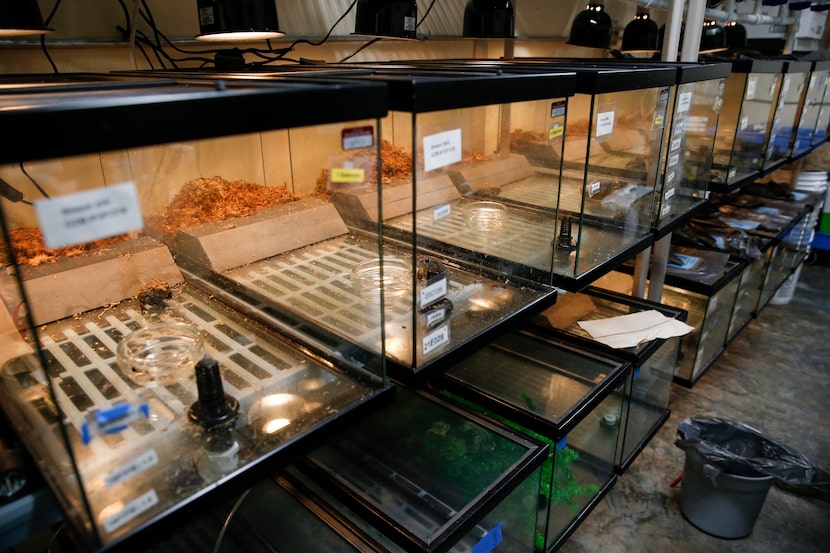 Houston toads sit in containers on Wednesday, April, 13, at the Dallas Zoo. The Dallas Zoo's...