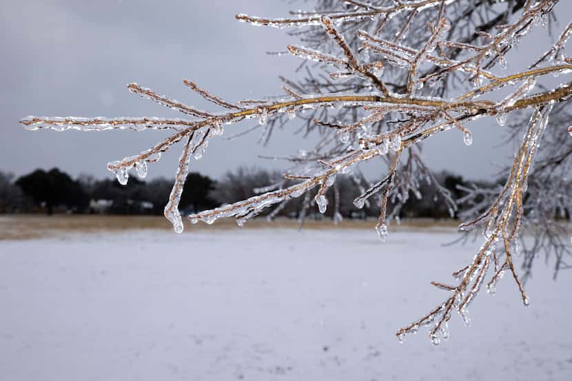 Ice covered branches on trees at Kiest Park on Thursday, Feb. 3, 2022. Icy conditions were...