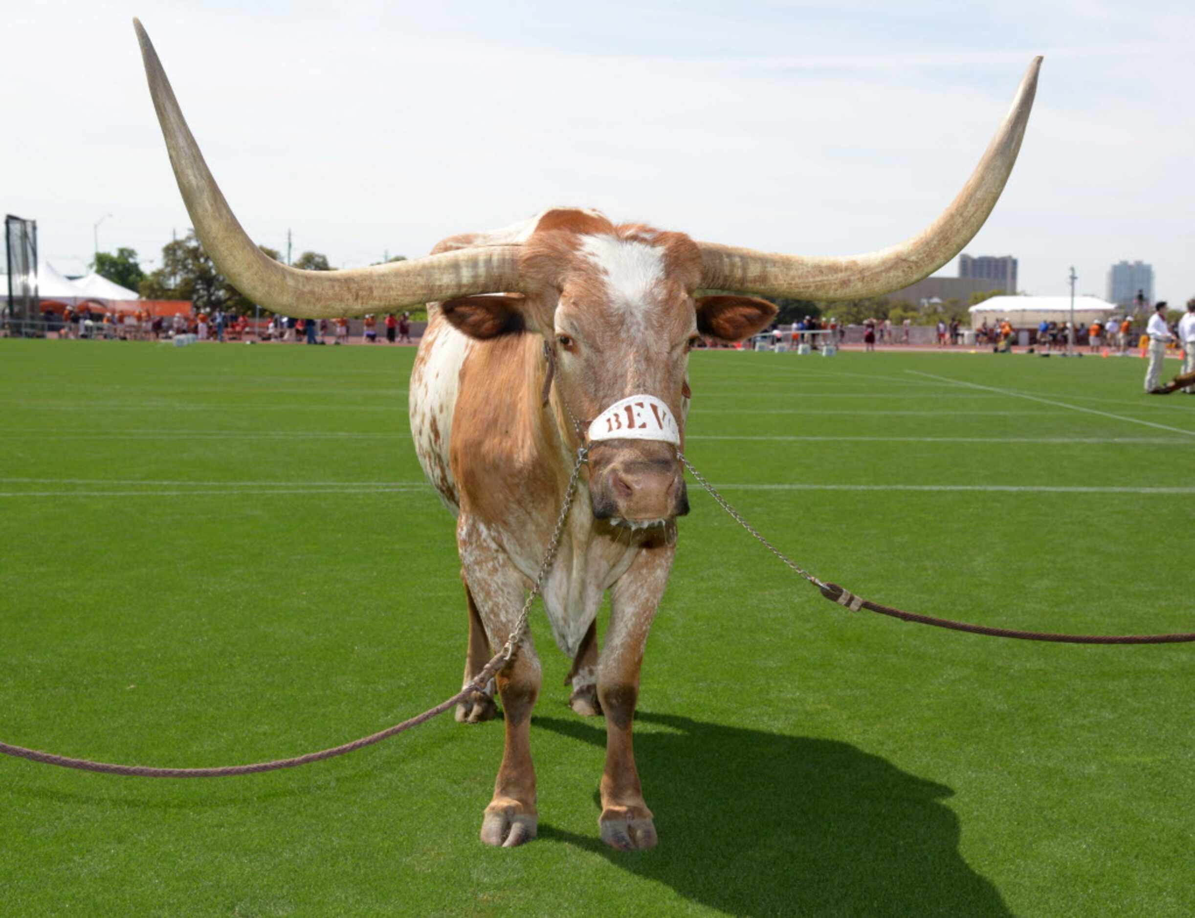 Mar 29, 2014; Austin, TX, USA; Texas Longhorns mascot Bevo at the 87th Clyde Littlefield...