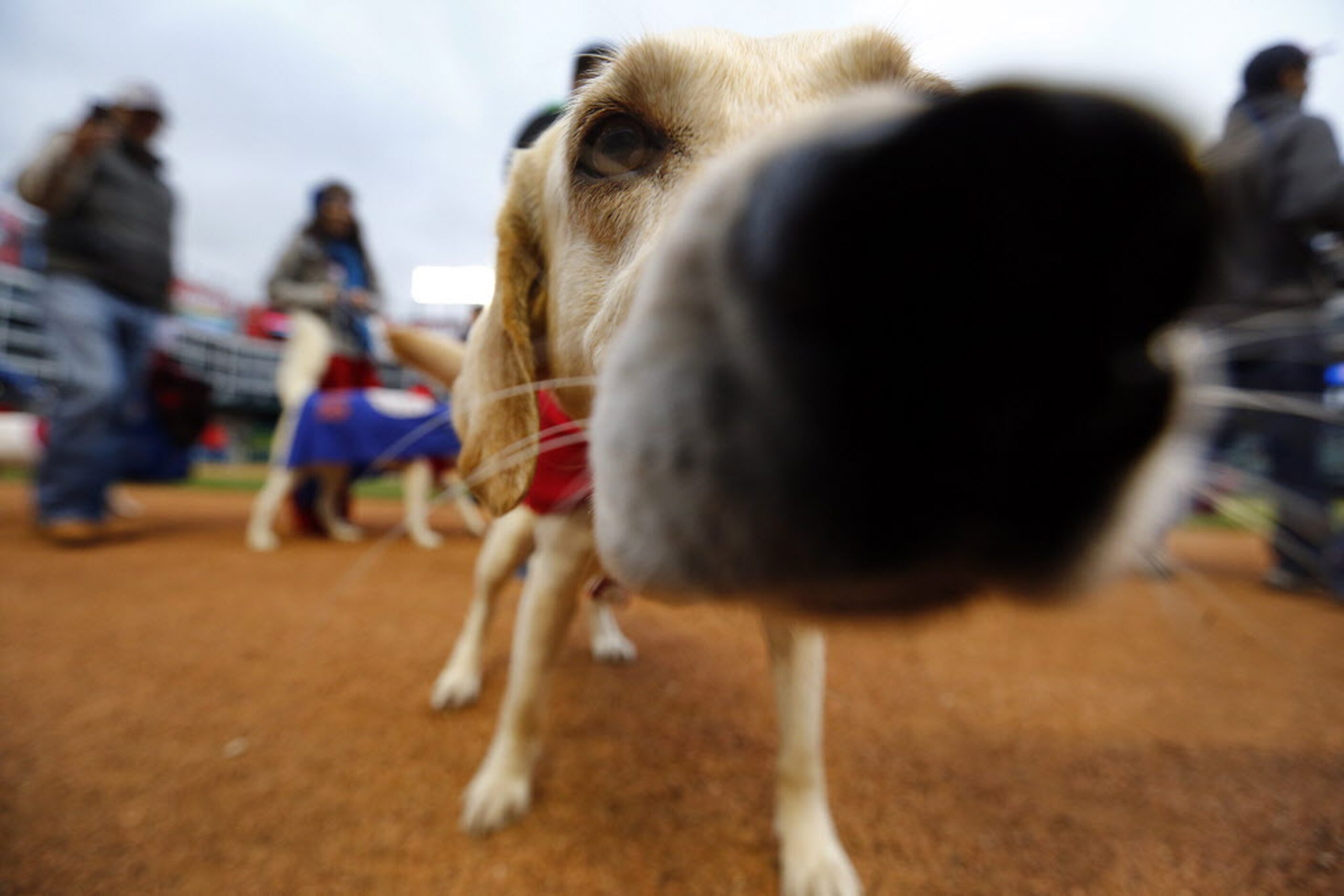 This curious guy got a little close to the camera.