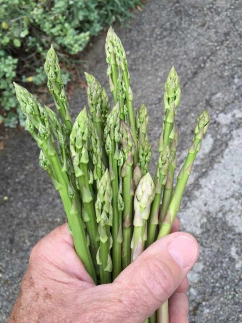 Asparagus spears