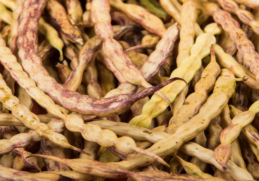 The pod and the seed of the mesquite beans are edible and can be ground together.