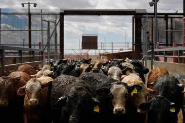 Vaqueros drove Mexican cattle through a large U.S. border gate and onto a weigh scale after...