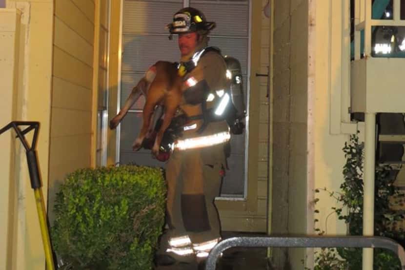 A firefighter rescues Tank the dog from an apartment fire. (Arlington Fire Department)