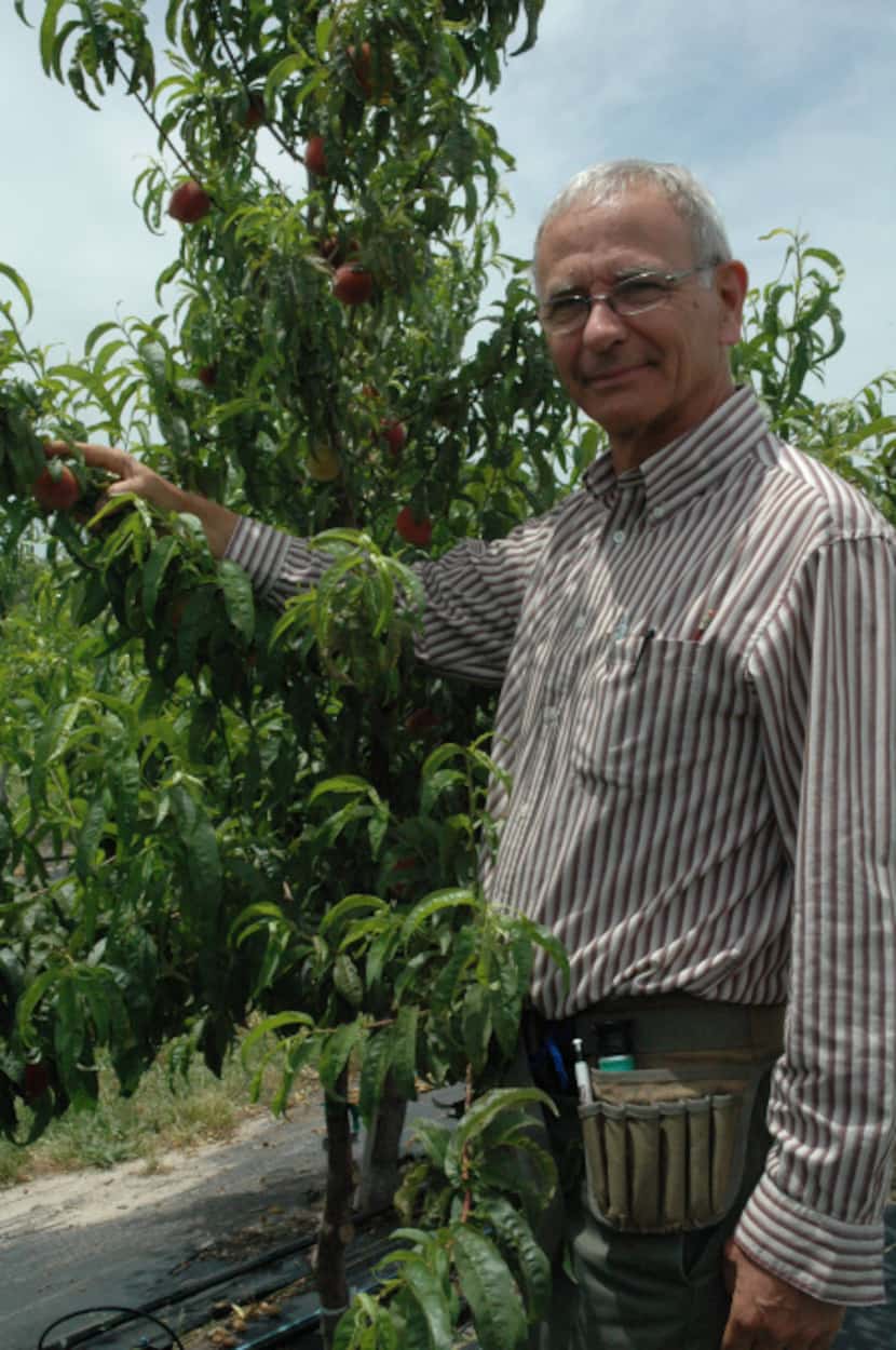 Texas A&M University researcher David Byrne has been working on new varieties of peaches for...