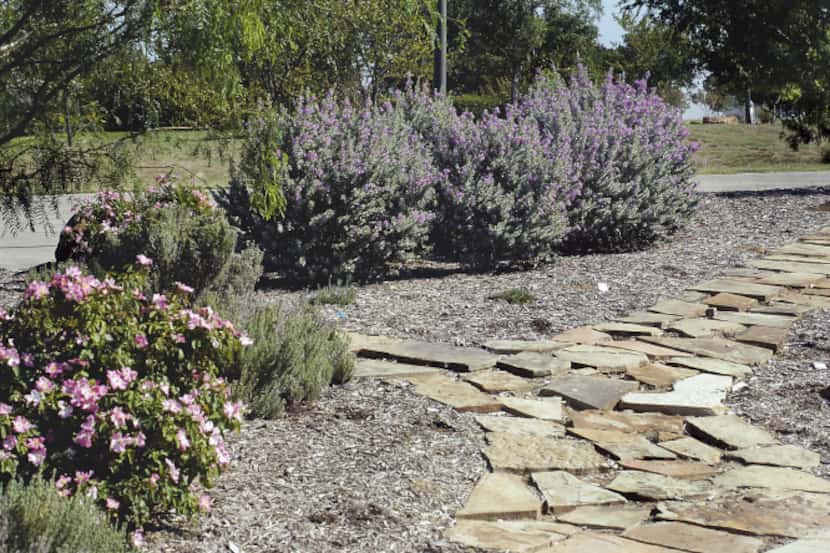 Tyhe Upper Trinity demonstration garden is maintained to show people that a water-wise...
