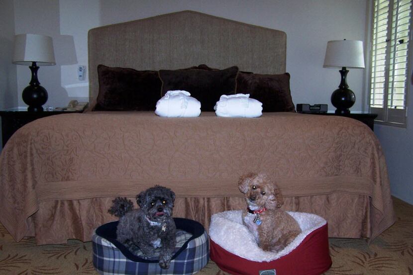 Misty (left) and Daisy settle down in their beds during a stay at the Cypress Inn in...