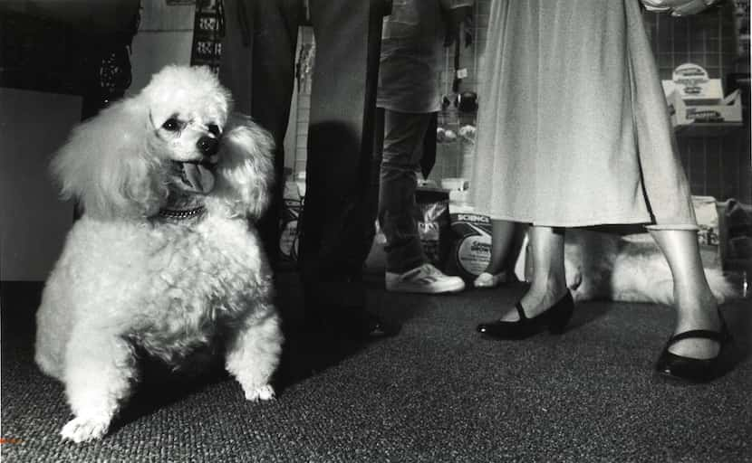 Waddles joins other guests at preview for Happy Tails Pet Boutique and Biscuit Bakery in 1987.