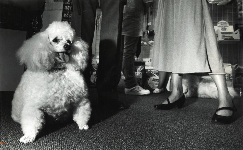 Waddles joins other guests at preview for Happy Tails Pet Boutique and Biscuit Bakery in 1987.
