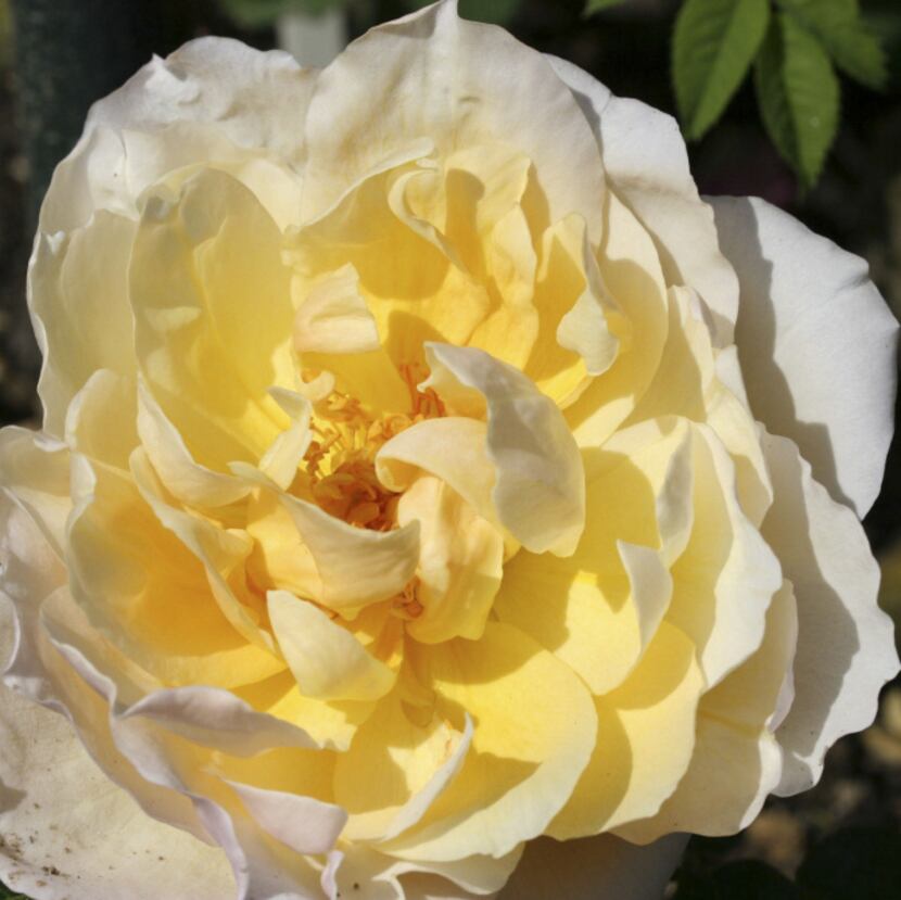 'Feu Pernet-Ducher,' a hybrid tea from 1935, is yellow with pink shading and a strong,...