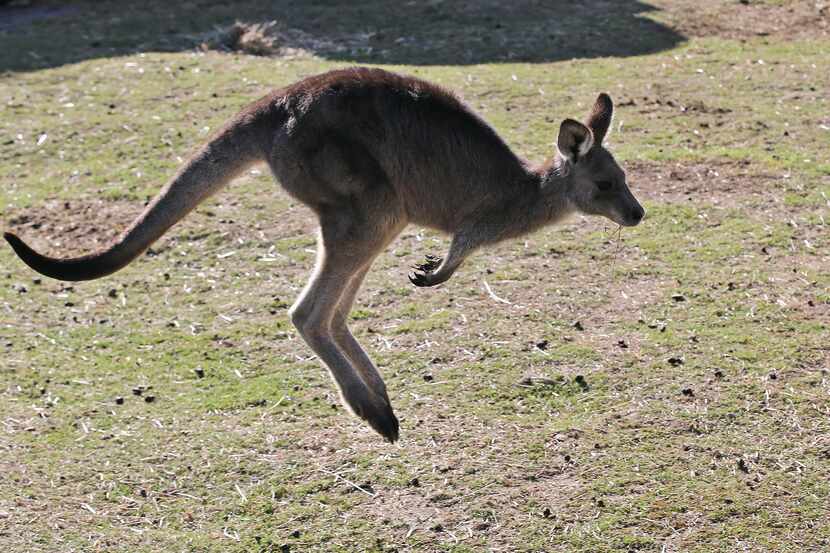 FILE - A grey kangaroo hops along a hill side in the Wombeyan Karst Conservation Reserve...