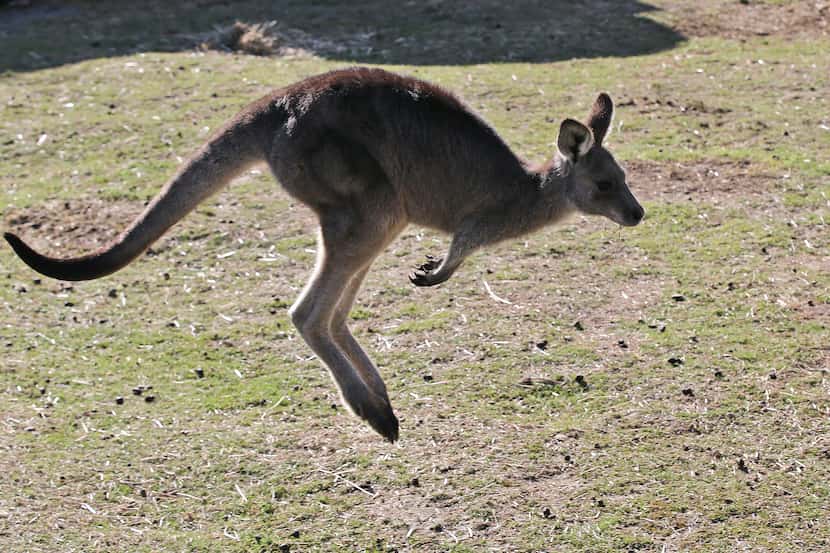 A grey kangaroo hops along a hillside in the Wombeyan Karst Conservation Reserve near...