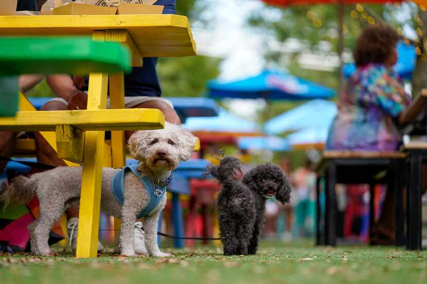 A pair of dogs among colorful picnic tables at ArtPark at Trinity Groves on Friday, July 16,...