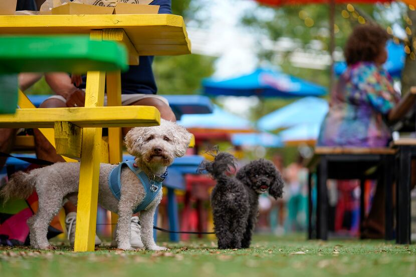 A pair of dogs among colorful picnic tables at ArtPark at Trinity Groves.