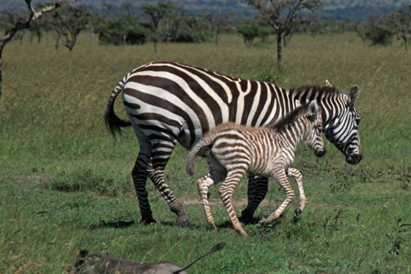 Zebra and warthogs run in the plains of Kenya, not far from the home of Karen Blixen, which...