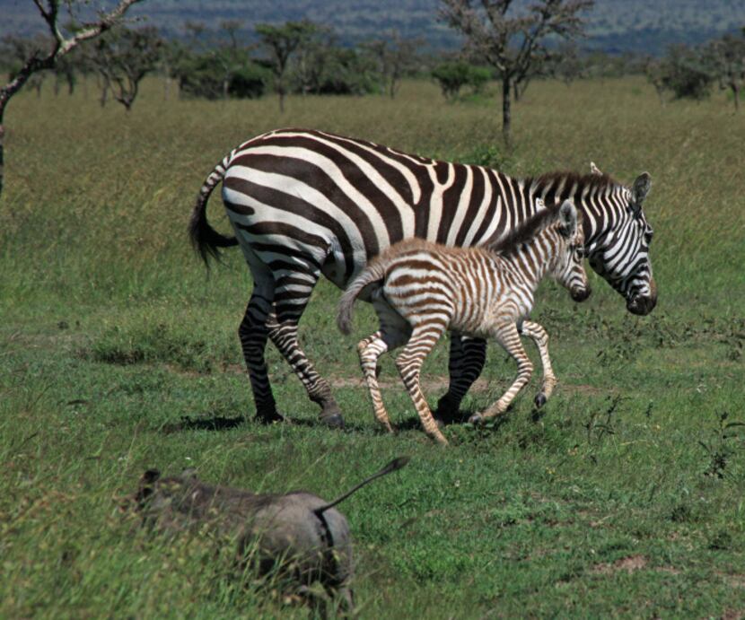 Zebra and warthogs run in the plains of Kenya, not far from the home of Karen Blixen, which...
