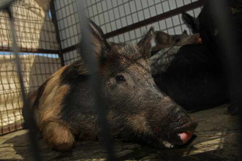 Irving's trapping operations nabbed feral hogs in 2011.  
