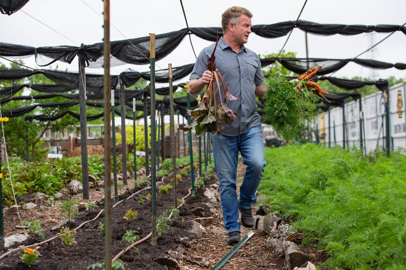 Daron Babcock, founder of Bonton Farms, harvested vegetables from the garden in April 2020.