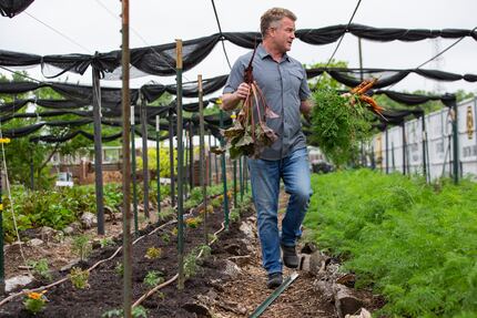 Daron Babcock, executive director of Bonton Farms, harvests vegetables in April 2020 in...