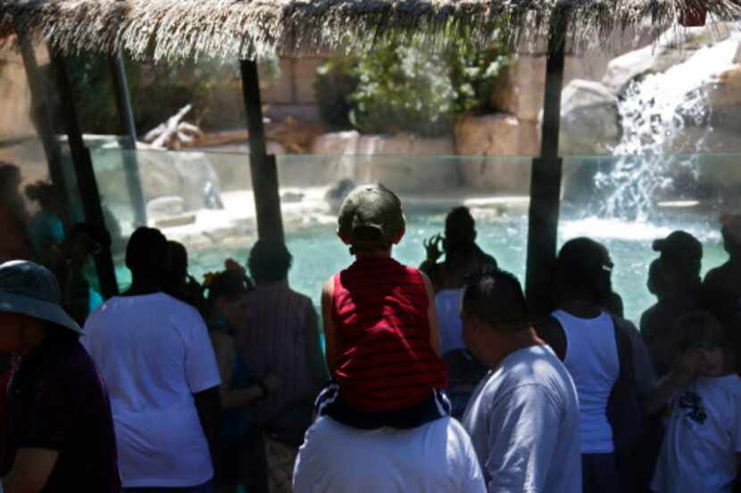 El Dallas Zoo tiene tickets con precio reducido durante el invierno. (Nathan Hunsinger/The...