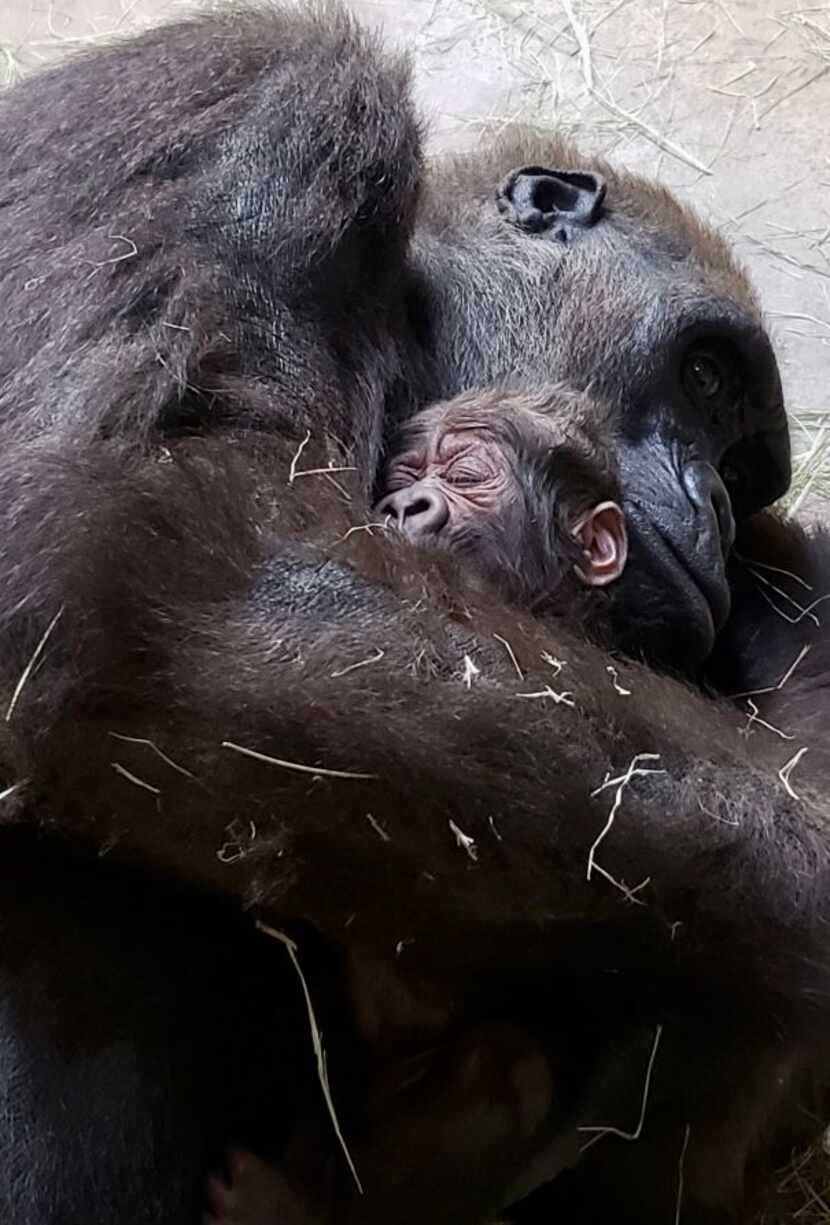 The baby gorilla, who has not yet been named, was born early Sunday.
