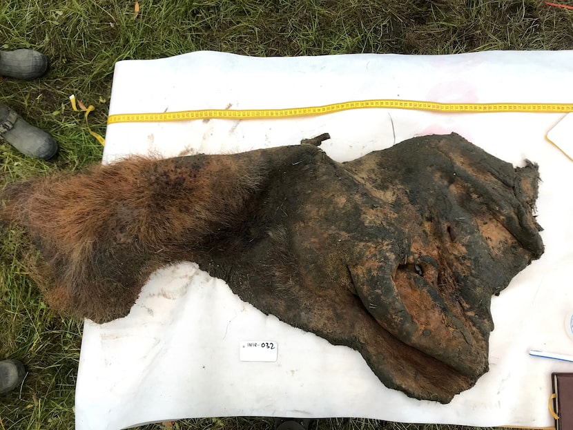 52,000-year-old woolly mammoth skin after it was excavated from permafrost. The Cell study...