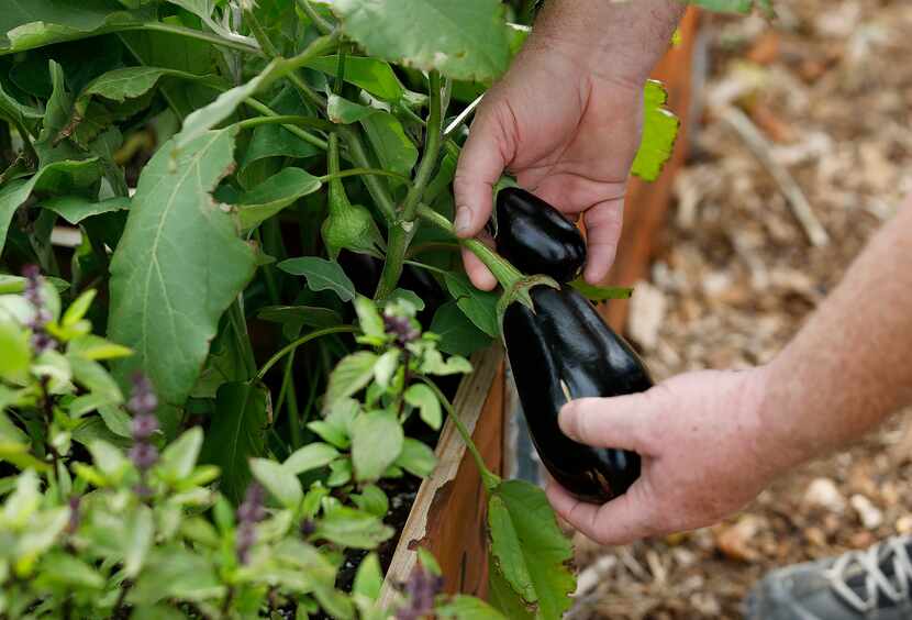 Owen Lynch, co-founder and executive director of Restorative Farms in Dallas, shows an...