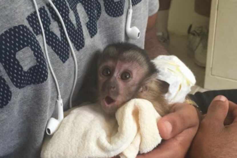 
Dez Bryant created a stir when he posted a picture of what he said was his pet monkey,...