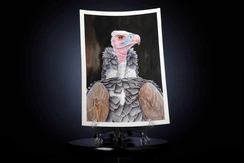 Pin, an endangered lappet-faced vulture found dead at the Dallas Zoo, was painted by...