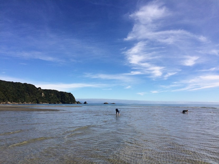 Kris and Audra digging for cockles, pipis, and mussels at Ligar Bay near Takaka. 