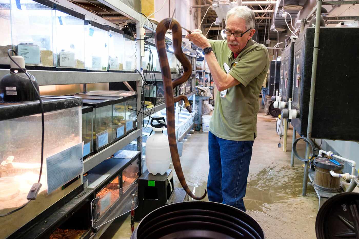 Bob Butsch, 71, lifts a snake at the Dallas Zoo herpetarium on March 13.