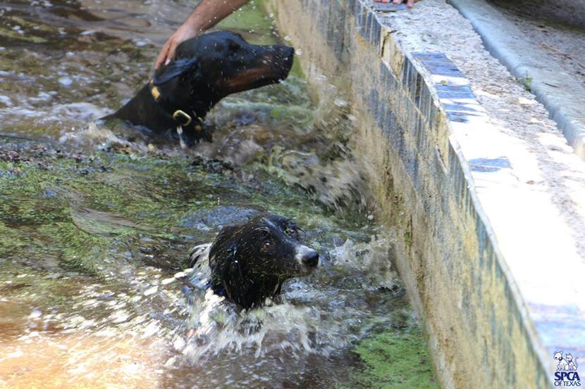  SPCA of Texas investigators help dogs out of algae infested water (All photos and captions...