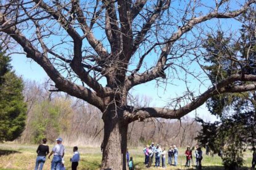 
Members of the Texas Historic Tree Coalition, Dallas city officials and others gathered...