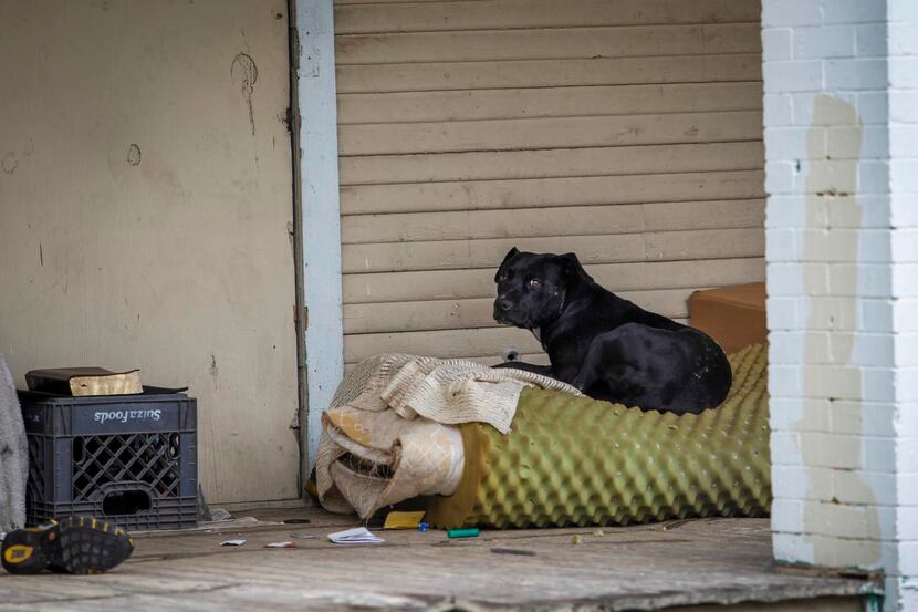 
A stray dogs sits on the porch of a vacant house on Pennsylvania Avenue in south Dallas...