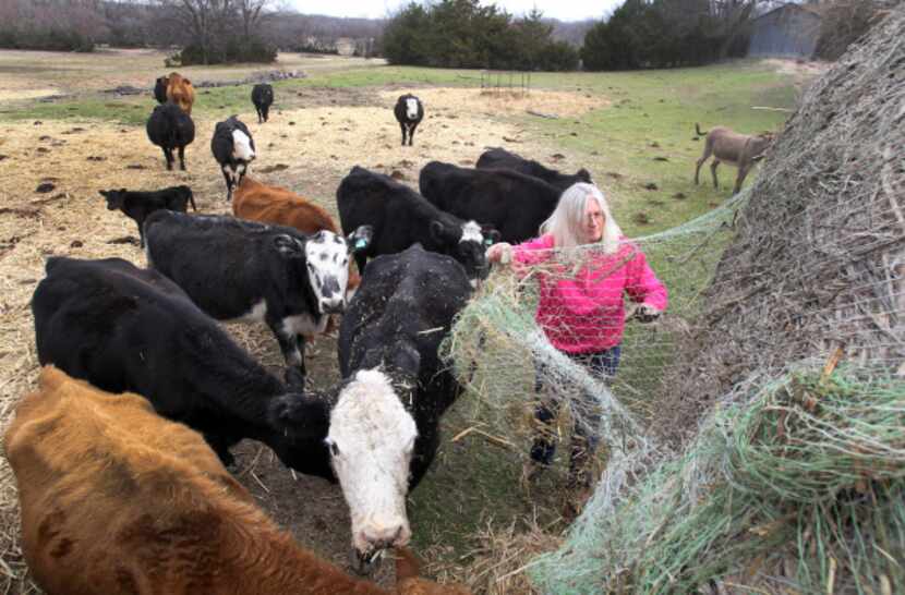 Diane Miller puts out hay for her cattle on her ranch in Melissa. The fourth-generation...