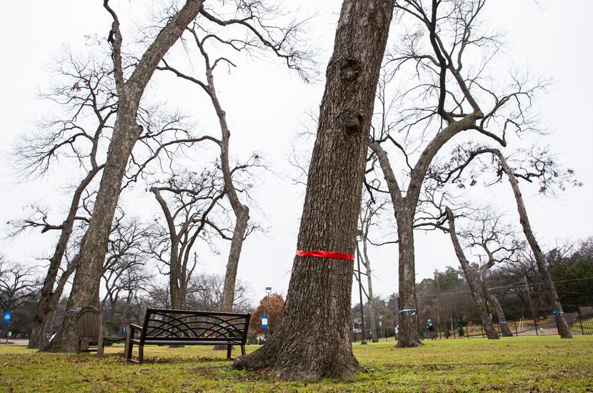 Trees marked with red ribbons will be lost to progress in a pecan grove that Methodist...