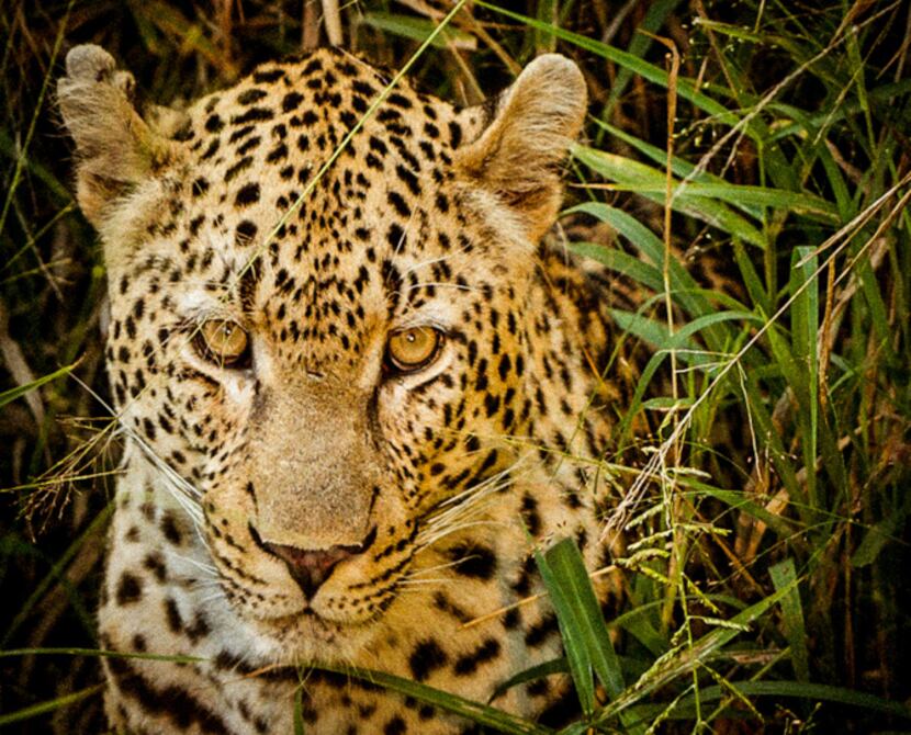 One of Sabi Sabi's resident leopards cools off in a riverbank thicket. Using a quality 200-...