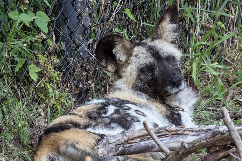 Ola, an 8-year-old female African painted dog, lies down in her habitat in the Dallas Zoo. 