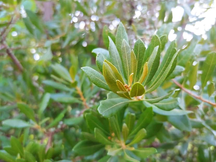 Wax myrtle leaves also make a great substitute for bay leaves.