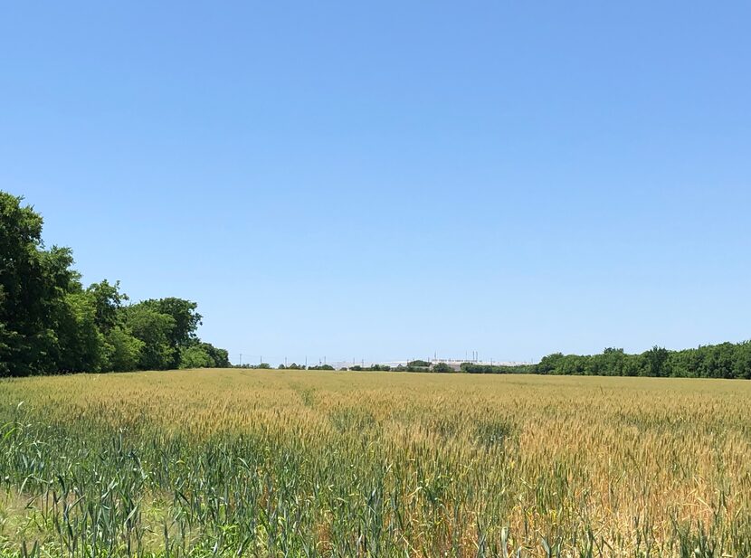 Google has purchased more than 165 acres on Ovilla Road in Red Oak for its next North Texas...