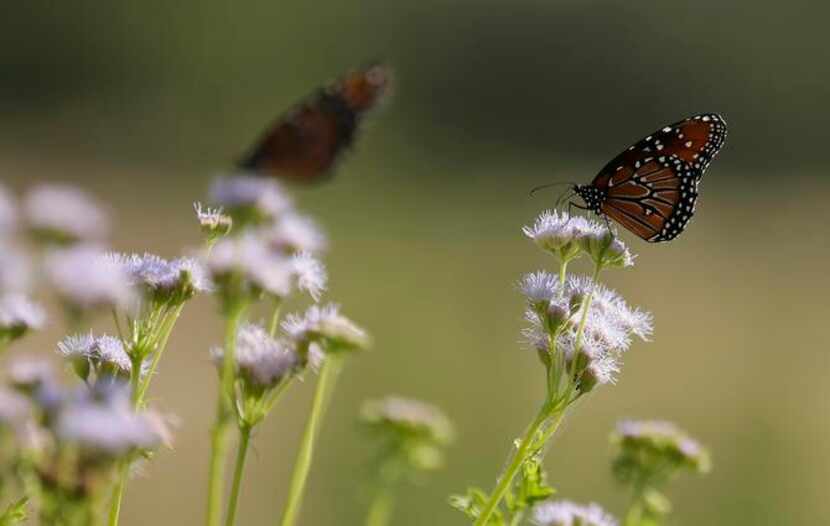 
Butterflies drink nectar on Gregg's mistflower. 
