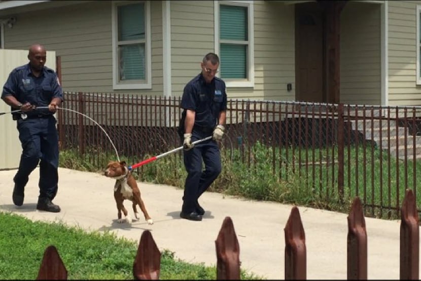 Dallas police and animal control officers wrangle a dog who authorities say bit a man in the...